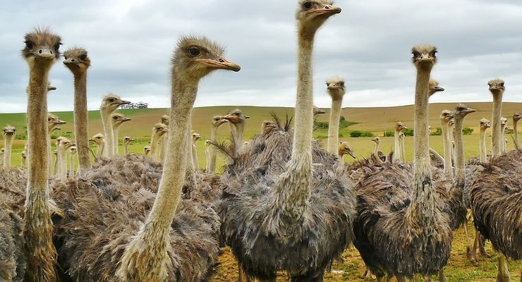 Burung Unta Tak Bisa Terbang, Bagaimana Leluhurnya Menyeberangi Laut?