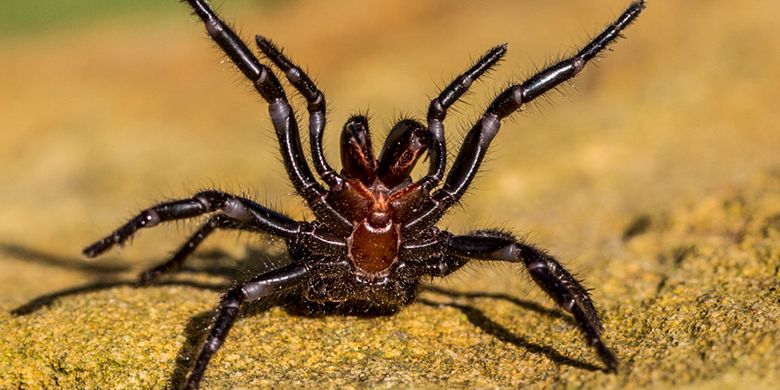 Liburan Ke Australia Waspadai 4 Hewan Darat Yang Berbahaya Ini