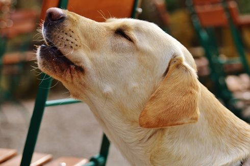 Tak Permasalahkan Anjing Canon Mati, Pemilik: Saya Tak Tanggung Jawab jika Ada yang Mempermasalahkan