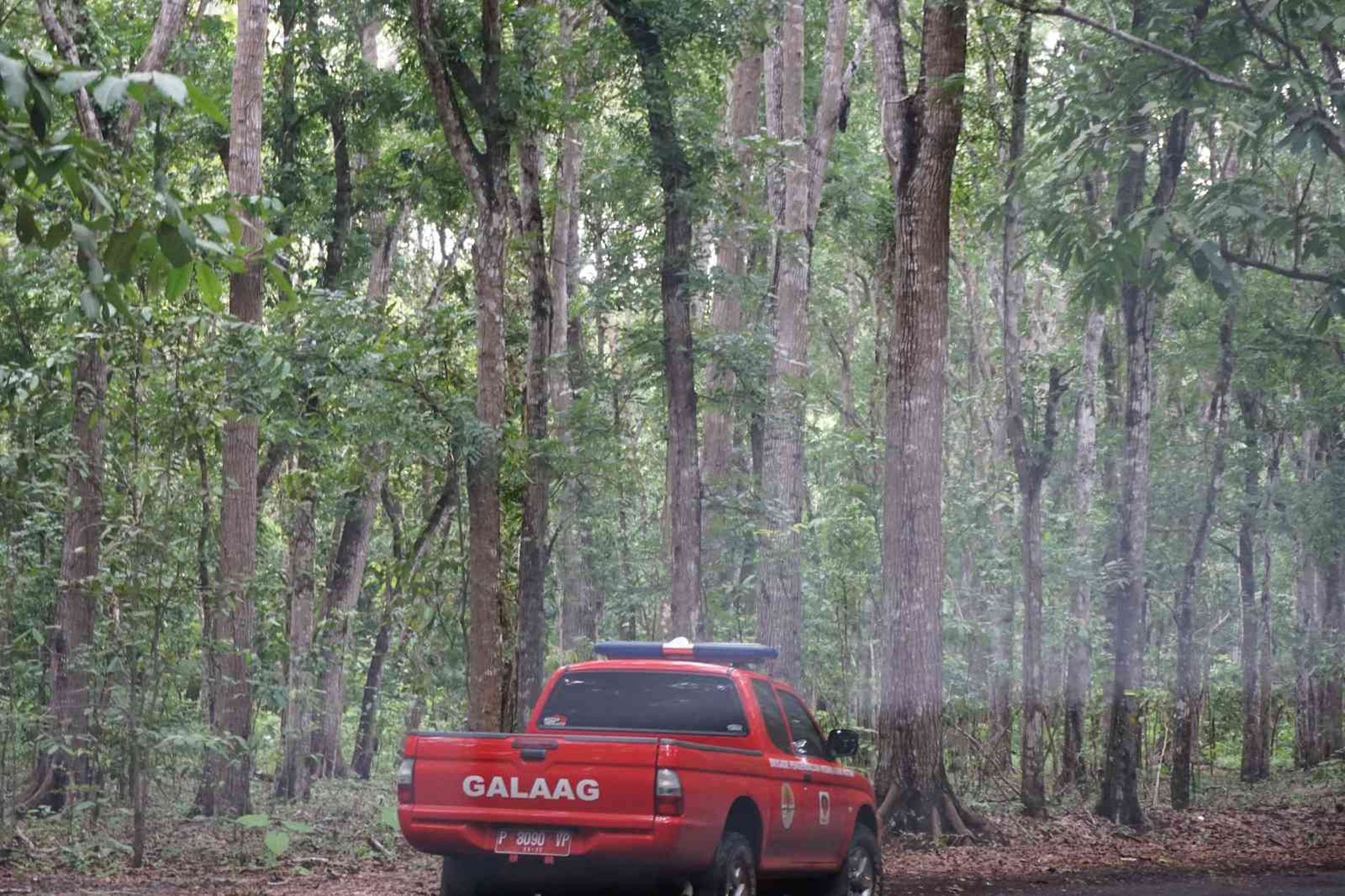 Menembus Alas Purwo dengan Mobil Lapangan Milik Kementerian Kehutanan (Sumber: Andi Setyo Pambudi)