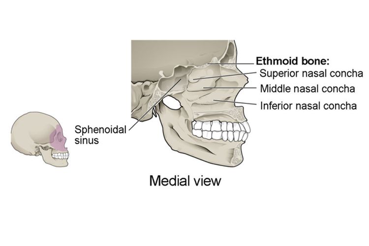 Tiga konka hidung adalah tulang melengkung yang menonjol dari dinding lateral rongga hidung. Konka hidung superior dan konka hidung tengah adalah bagian dari tulang ethmoid. Konka hidung inferior adalah tulang tengkorak yang independen.