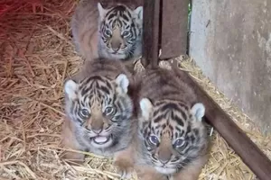4 Bayi Harimau Sumatera Lahir di Inggris, Harapan untuk Satwa Langka