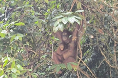 Dua Orang Utan Tumbuh Sehat di Kalbar, KHLK: Angin Segar Konservasi