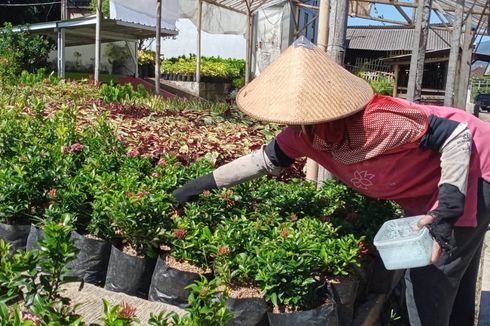 Libur Lebaran 2024, Tanaman Sayuran di Kota Batu Diburu Wisatawan