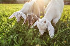 Dukung Wirausaha, Bank Danamon Donasi 67 Kambing Ternak ke Pesantren