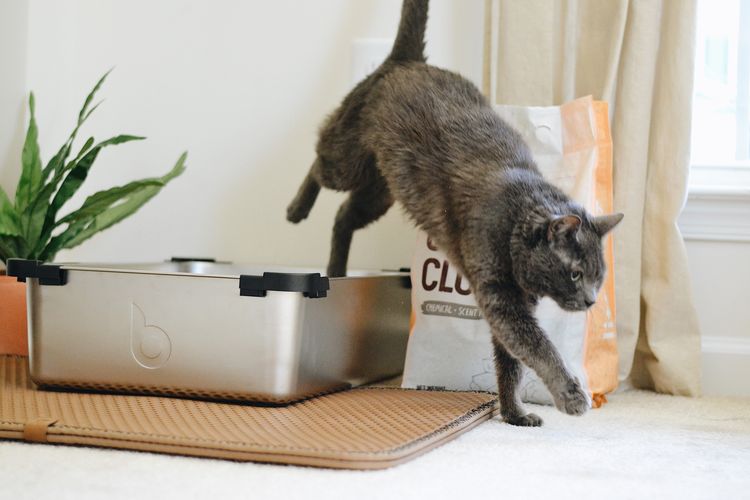Kotoran kucing bisa menjadi sumber bau tak sedap di dalam rumah.