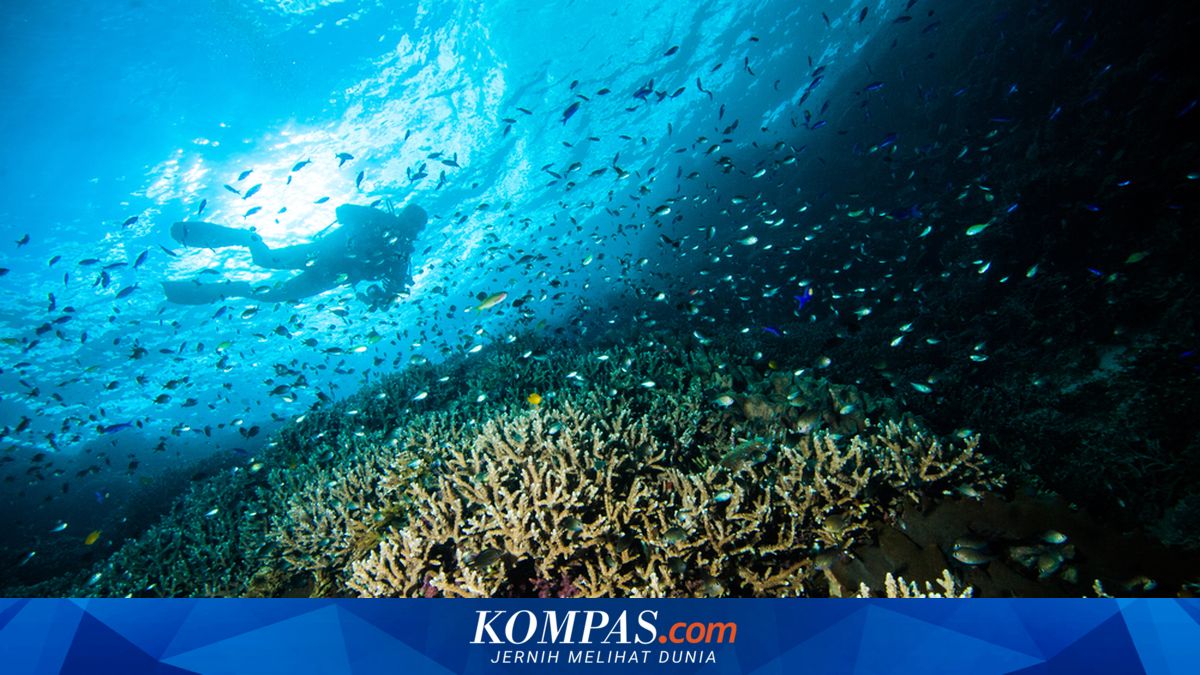 Lima Taman Laut Indonesia untuk Diving dan Snorkeling