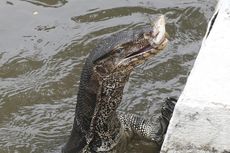 Saat Biawak Disalahkan atas Banjir yang Melanda Bangkok Thailand…