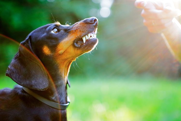 Ilustrasi anjing memperlihatkan giginya.