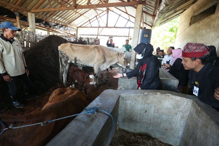 Bupati Banyuwangi Ipuk Fiestiandani Azwar Anas saat mengunjungi peternakan sapi Kelompok Tani Sumber Urip 