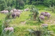 Tanah Haram untuk Kawanan Gajah di Kebun Ban Michelin