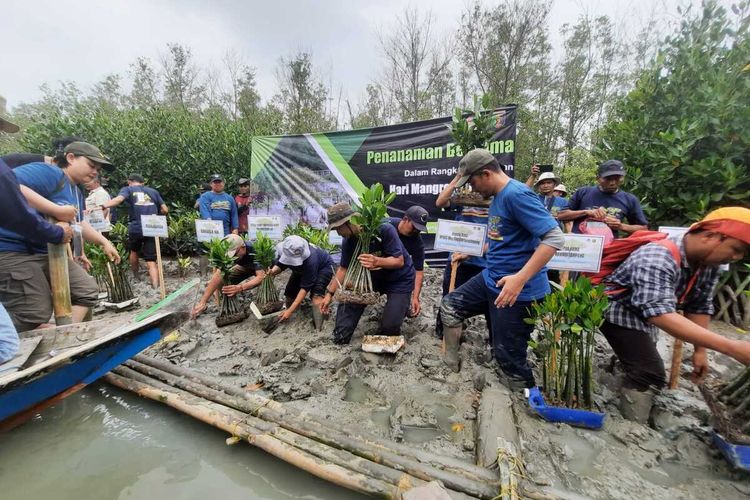 Penanaman mangrove di Lampung Timur, Rabu (26/7/2023).