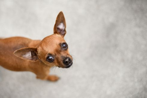 Tembak Anjing Chihuahua, Polisi di AS Dipecat