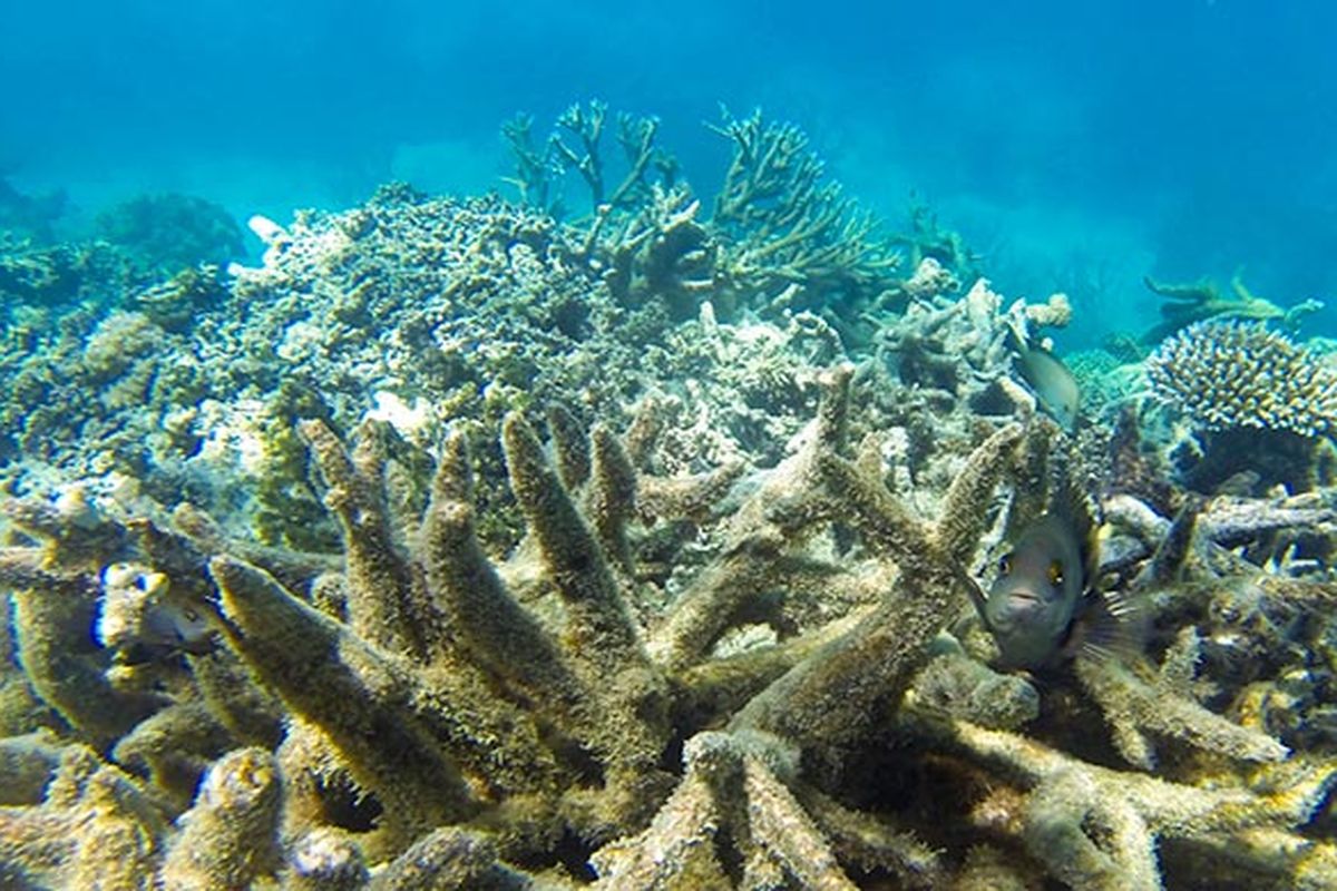 Terumbu karang di Great Barrier Reef yang memutih seiring naiknya suhu laut akibat pemanasan global dan perubahan iklim.
