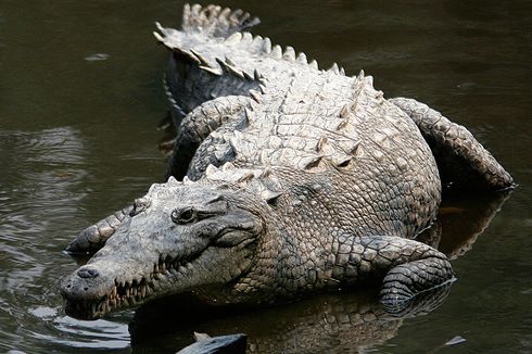 Buaya Mampu Berkembang Biak di Sungai Beracun, Ini Buktinya