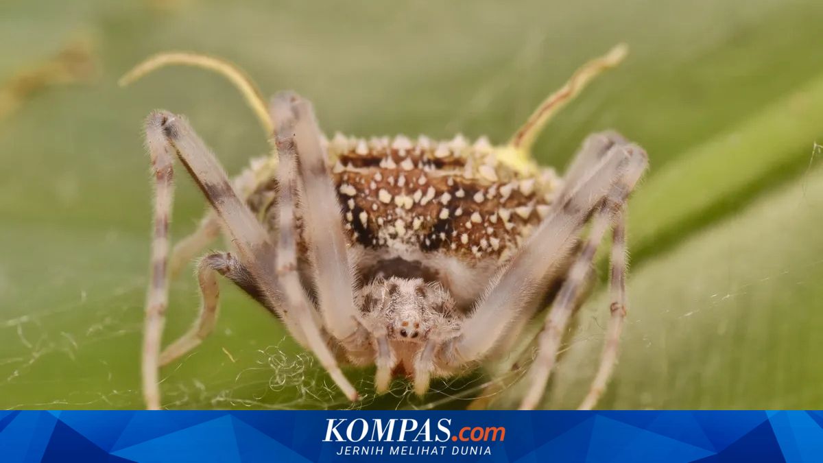 Laba-laba Spesies Baru Ditemukan Menyamar Jadi Jamur Zombi Mematikan