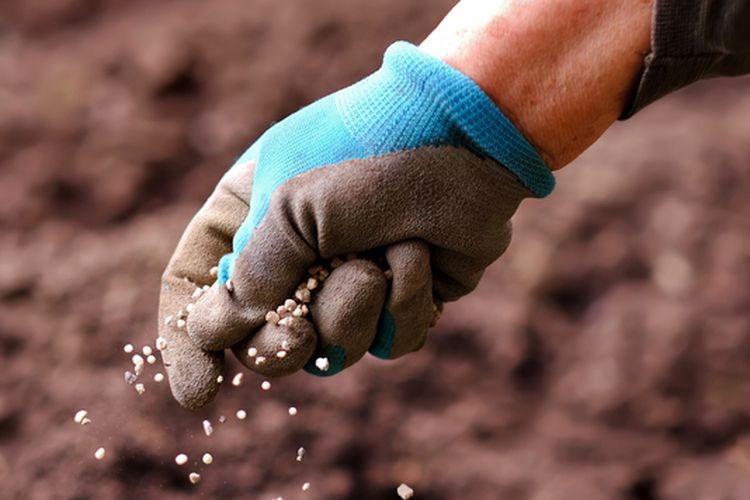 Ilustrasi menaburkan pupuk nitrogen ke tanaman. 