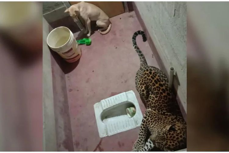 Tangkapan layar dari video di Twitter yang memperlihatkan seekor anjing liar terkurung bersama macan tutul di kamar mandi. Peristiwa ini terjadi di desa Bilinele, Karnataka, India, pada Rabu (3/2/2021).