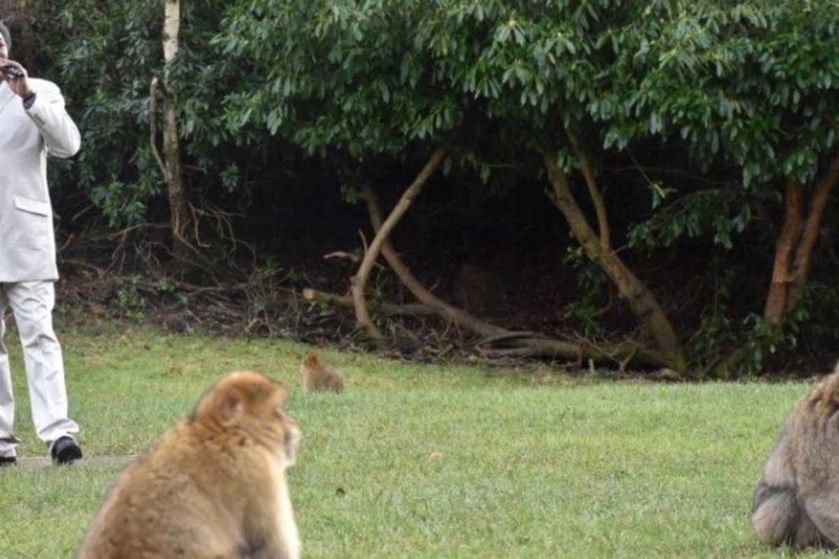 The Trentham Monkey Forest di Stafford, Inggris, menyawa seorang peniru sosok Marvin Gaye bernama David Largie untuk tampil di tengah habitat monyet Barbary untuk mendorong hewan-hewan itu mau kawin.  