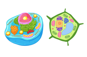 Perbedaan Sel Hewan dan Sel Tumbuhan yang Perlu Diketahui