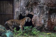 Mengenal Harimau Sumatera yang Terancam Punah...
