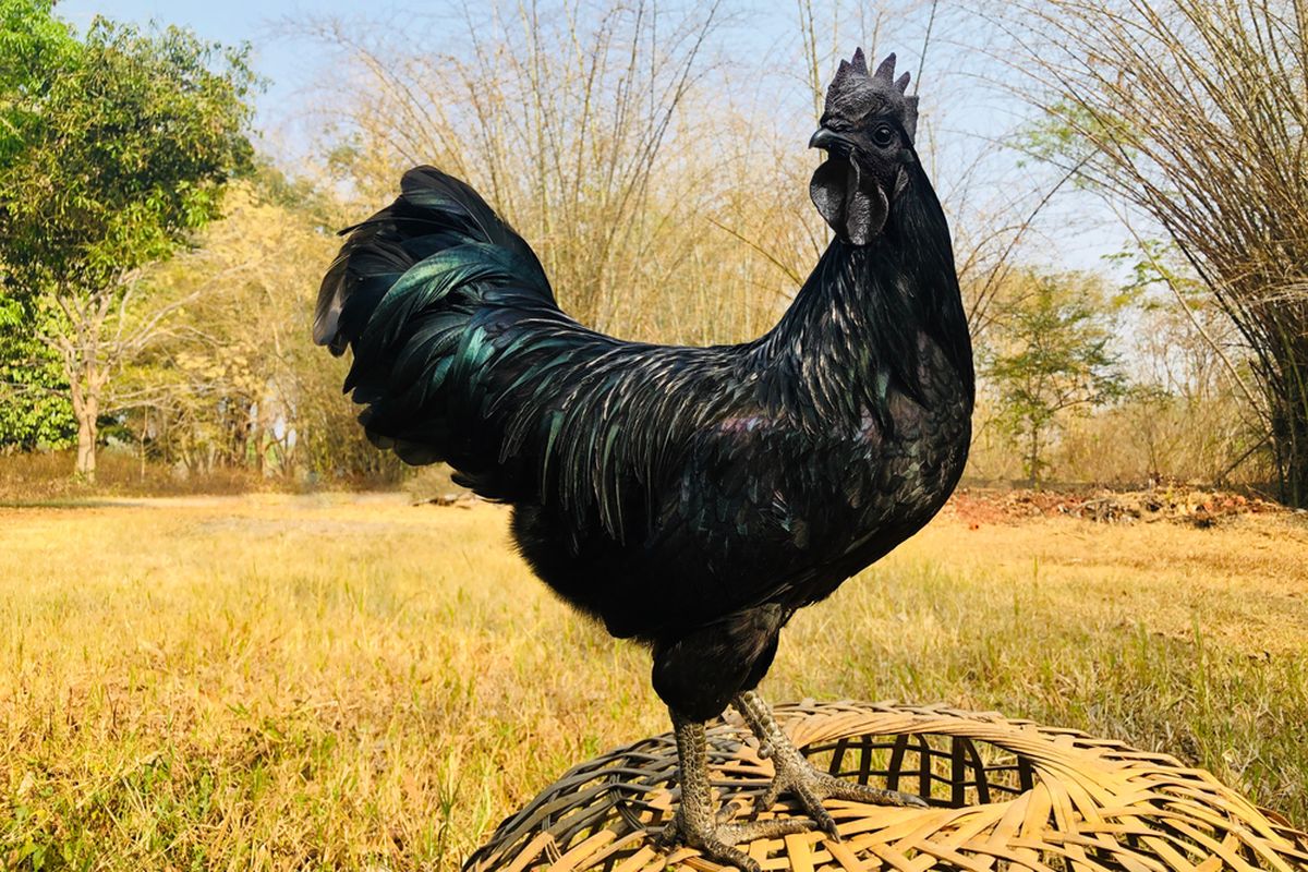 Ciri Unik Ayam Cemani