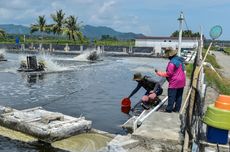 Climate Smart Shrimp, Inovasi Cara Dapat Cuan dari Udang Sekaligus Perbaiki Lingkungan