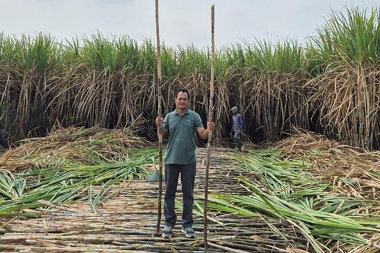PG Ngadiredjo Serap Tebu Petani untuk Jaga Rantai Produksi