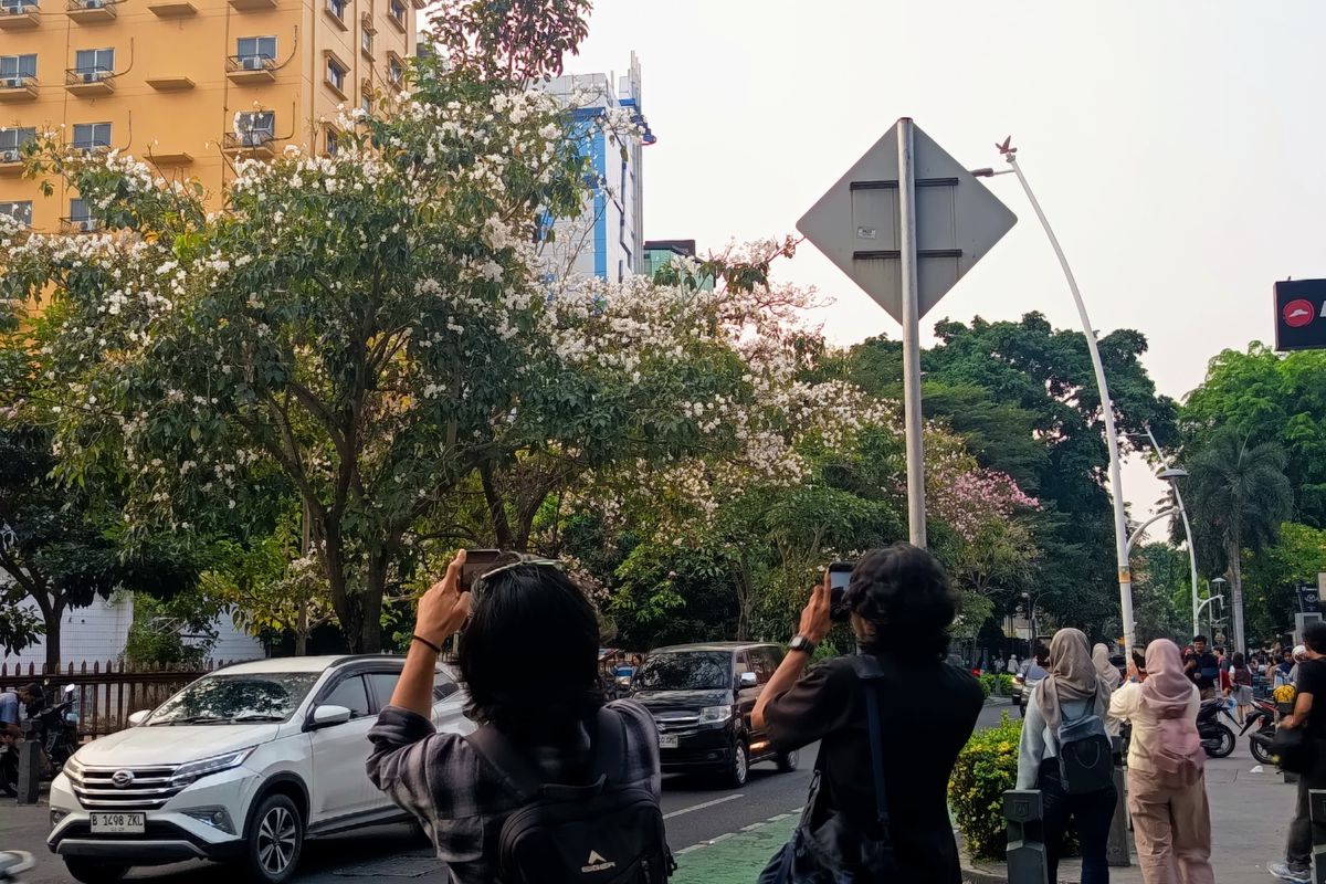 Seperti Sakura di Jepang, Bunga Tabebuya Hiasi Jalan Cikini Raya Jakpus
