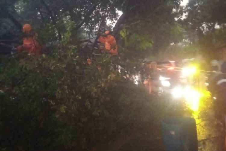 Hujan deras disertai angin kencang mengakibatkan pohon di Taman Spathoedea Kawasan Jagakarsa, tepatnya di Gang Kriep, Jakarta Selatan, tumbang pada Senin (28/11/2022) sore.
