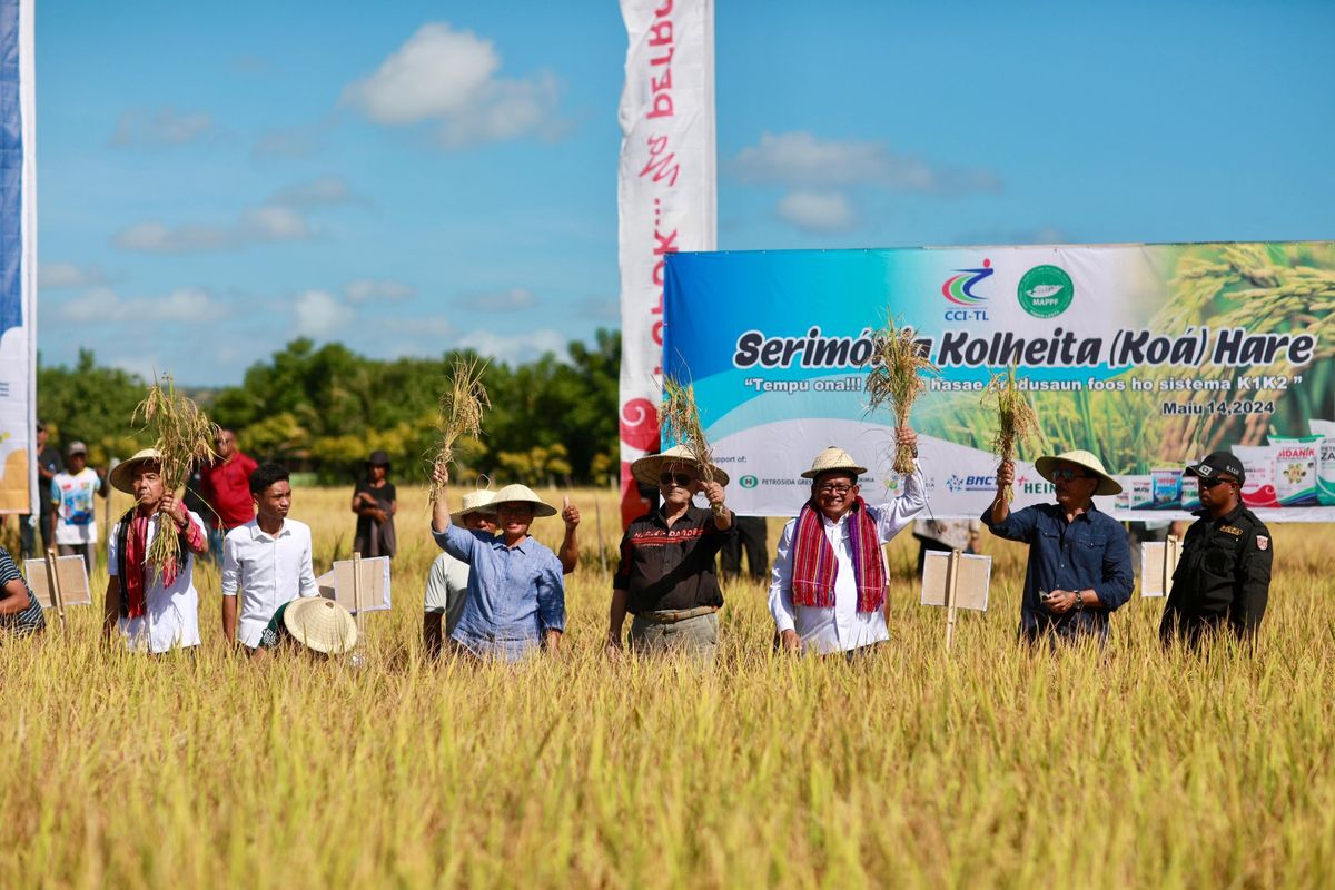 Petrokimia Gresik bersama Pupuk Indonesia menggelar panen raya padi di Timor Leste, Selasa (14/5/2024). 