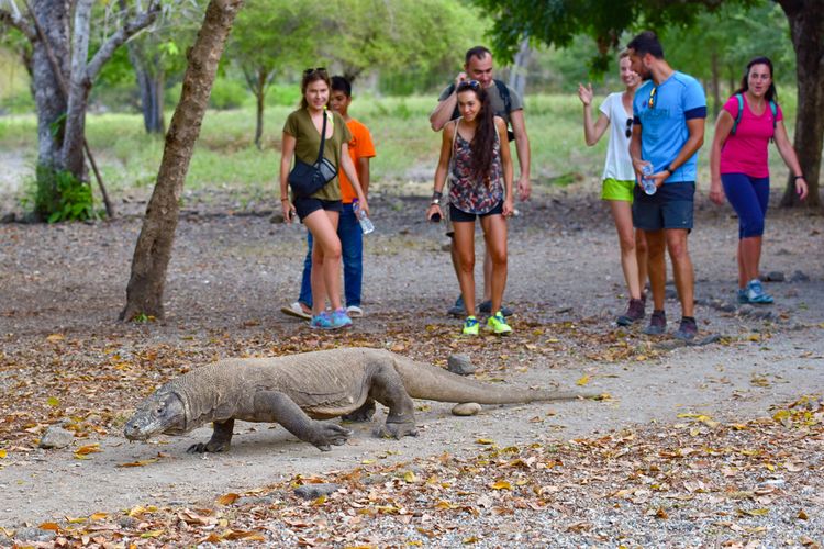 Ilustrasi wisatawan yang berkunjung ke Pulau Komodo menggunakan kartu anggota tahunan seharga Rp 14 juta per tahun