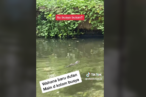 Viral, Video Hewan Bergerak Diduga Buaya di Kolam Dufan, Apa Itu?