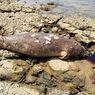 Dugong Ditemukan Mati Terdampar di Perairan Pulau Bawean Gresik