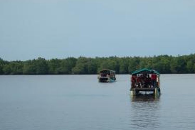 Bedul, wisata seru menyusuri hutan mangrove di Banyuwangi, Jawa Timur.