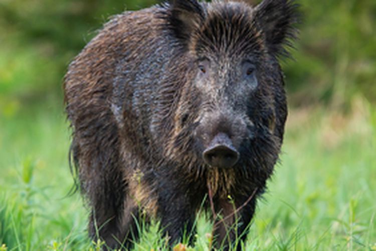 Ilustrasi hama babi hutan