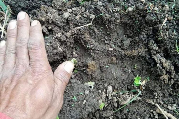 Penemuan jejak mirip harimau di Dusun IV Desa Sambirejo, Kecamatan Selupu Rejang, Kabupaten Rejang Lebong, Kamis pagi (11/1/2024). 
