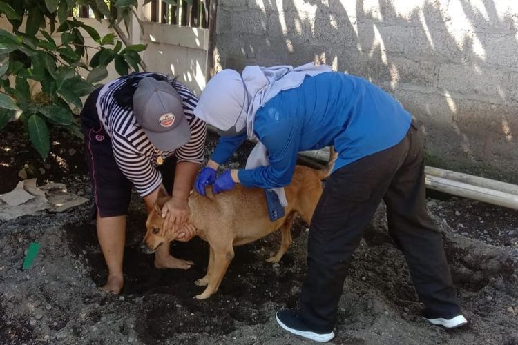 Petugas saat melakukan vaksinasi rabies kepada anjing di Tegaldlimo 