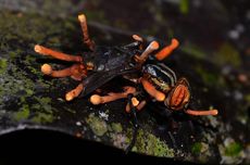 Ini Manfaat Jamur Cordyceps untuk Kesehatan Menurut Sains