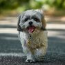 6 Warna Bulu Anjing Shih Tzu yang Beragam dan Lucu