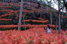 Bunga Amarilis Kembali Mekar di Gunungkidul Yogyakarta, Yuk Lihat!