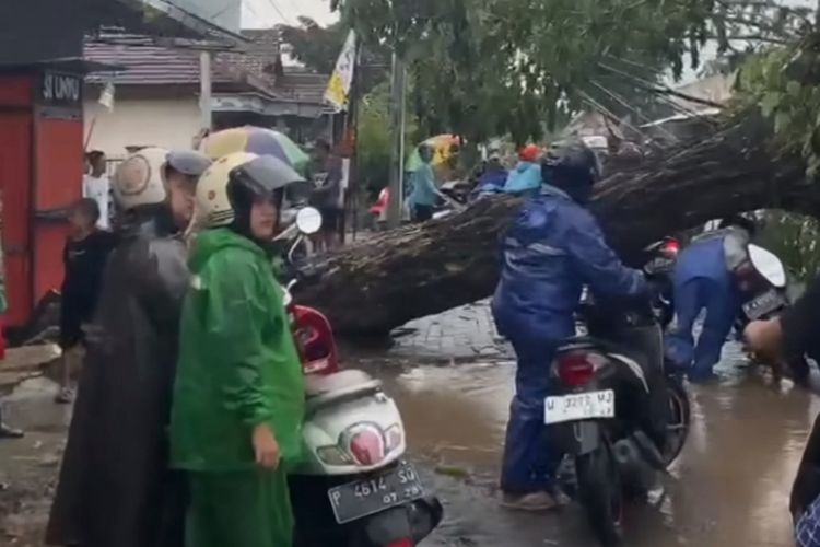 Pohon yang tumbang menutup akses jalur utama wilayah selatan Banyuwangi, Minggu (3/3/2024) 