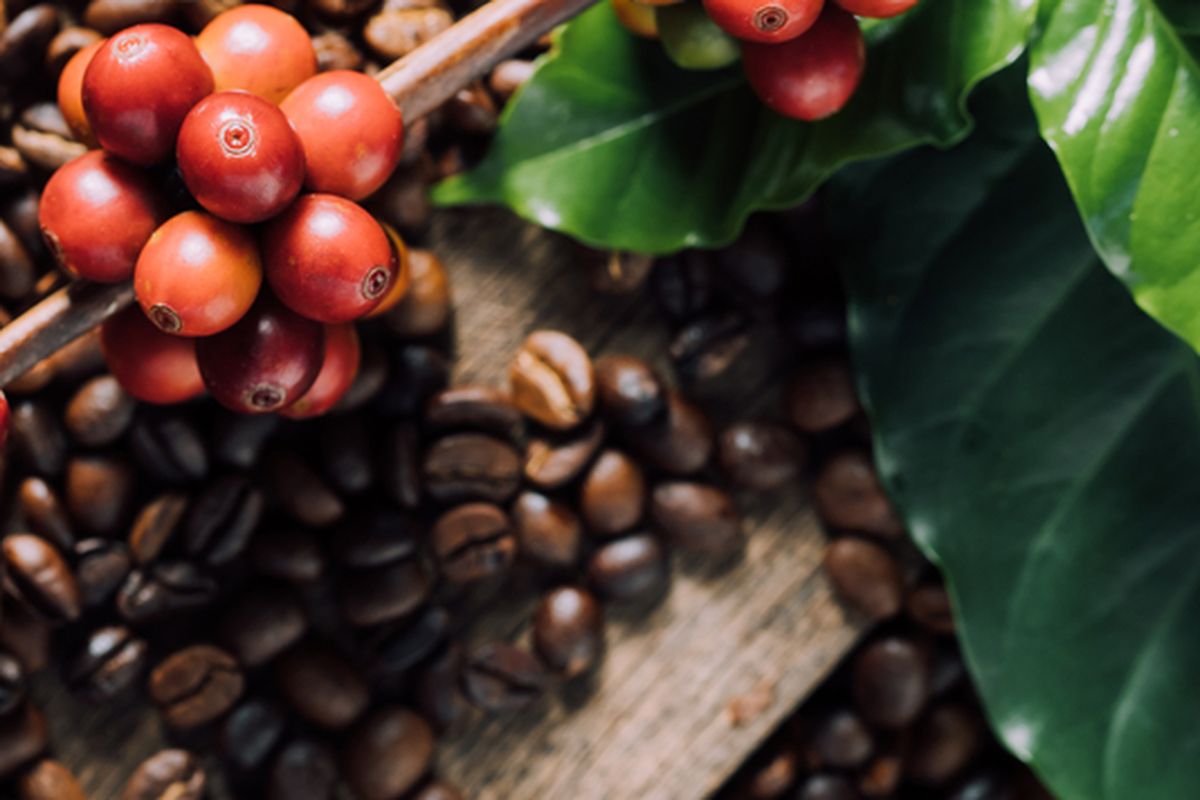 Ilustrasi buah kopi atau biji kopi.