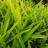 [KURASI KOMPASIANA] Manfaatkan Daun Pandan untuk Kesehatan, Modal Minim Hasil Lumayan