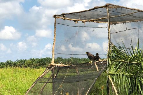 8 Satwa Dilindungi Dilepasliarkan ke Kawasan Suaka Margasatwa Padang Sugihan, Banyuasin