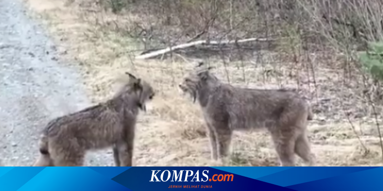 Berjuang Untuk Kawin Dua Lynx Tertangkap Saling Berteriak Halaman All Kompas Com