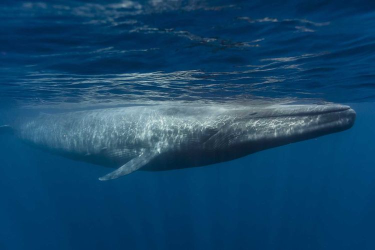 Paus biru hewan terbesar di dunia.