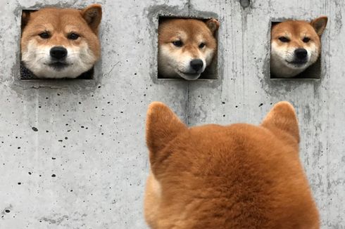 Tiga Anjing Rumahan Ini Jadi Atraksi Wisata di Jepang