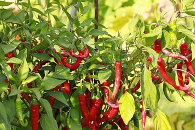 Ilustrasi tanaman cabai keriting merah
