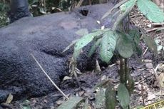 Seekor Gajah Ditemukan Membusuk di Sungai Cengeh, Aceh Jaya